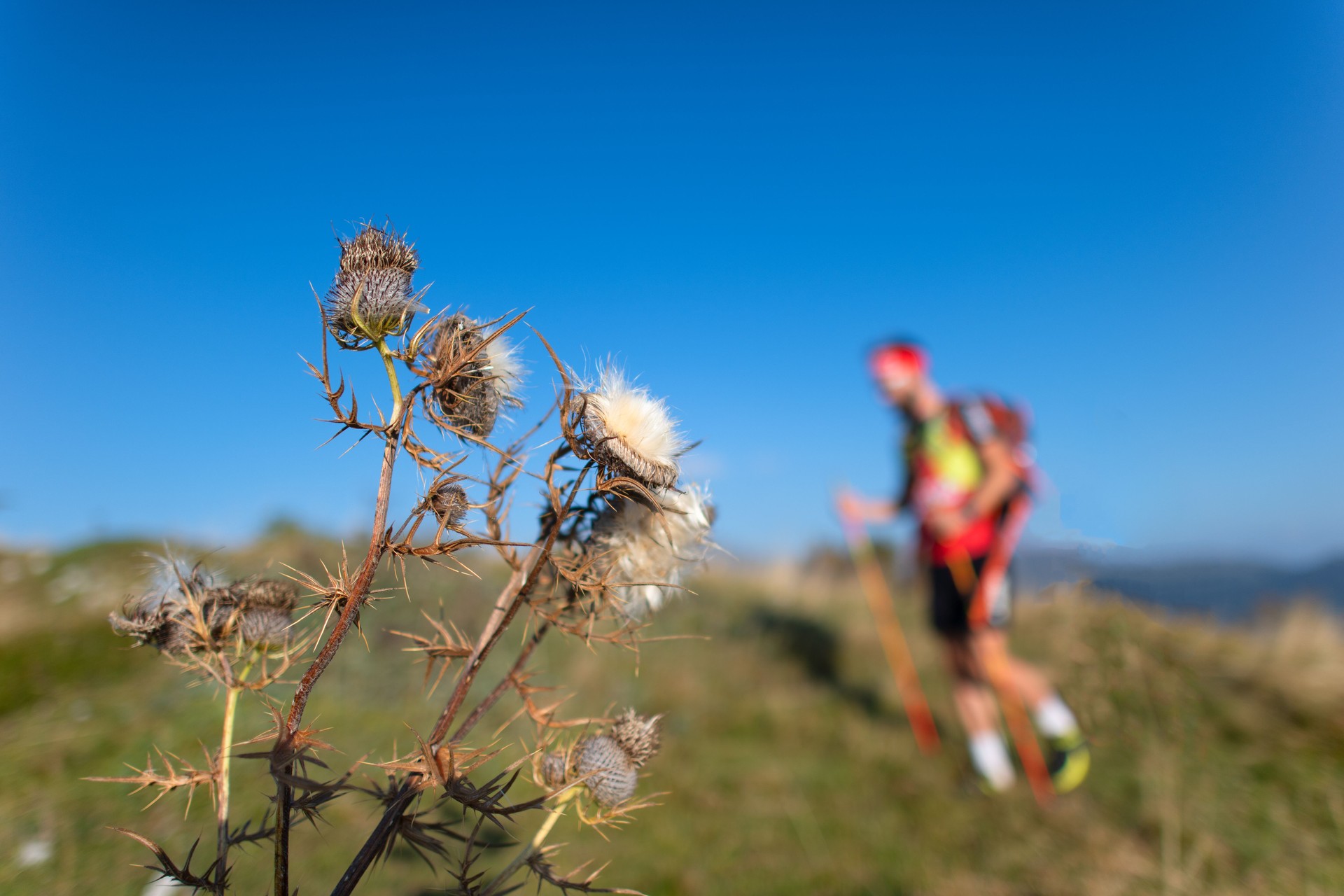 Carduus defloratus flower with blurred a ski-raid athlete in training